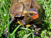 Geomyda Japonica