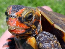 Geomyda Japonica
