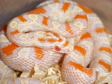 High White Reverse Okeetee Creamcicle