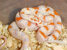 High White Reverse Okeetee Creamcicle