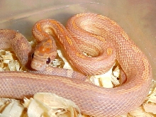 Lavender Striped Motley