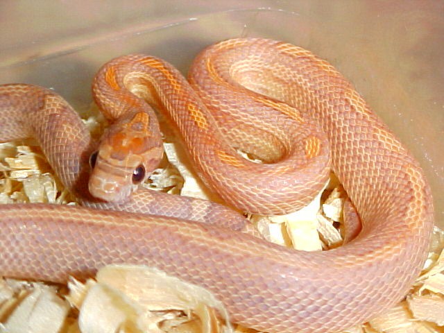 Lavender Striped Motley
