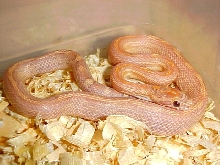 Lavender Striped Motley