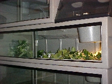 Geomyda japonica Setup