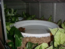 Geomyda japonica Setup