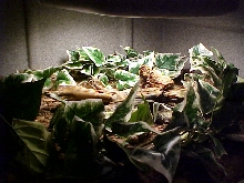 Geomyda japonica Setup