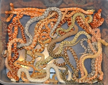 Western Hognose Morphs