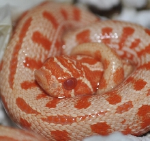 Striped Albino Hognose