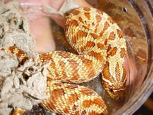 Western Hognose "Tiger Phase"