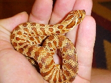 Western Hognose "Tiger Phase"