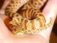 Western Hognose "Tiger Phase"