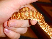 Western Hognose "Tiger Phase"