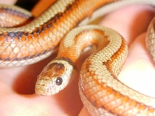 Striped Ruthveni kingsnake