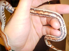 Striped Ruthveni kingsnake