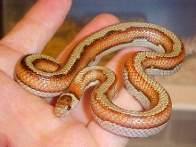 Striped Ruthveni cb04