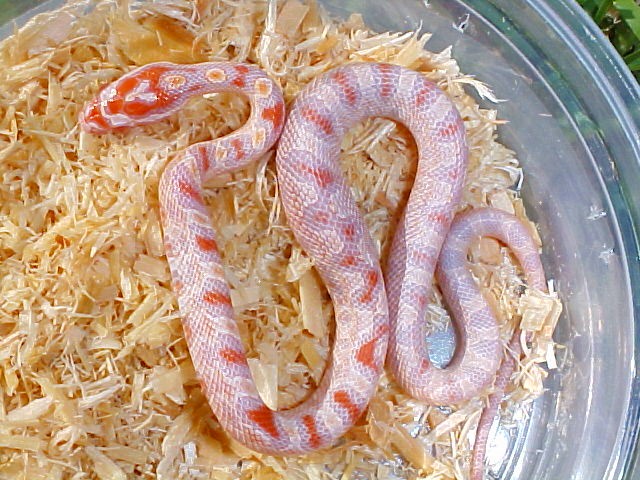 HIGH WHITE REVERSE OKEETEE / CANDYCANE REVERSE OKEETEE