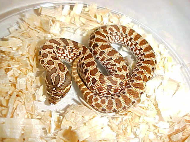 Red Het female #3