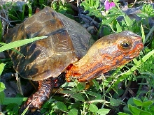 Geomyda Japonica