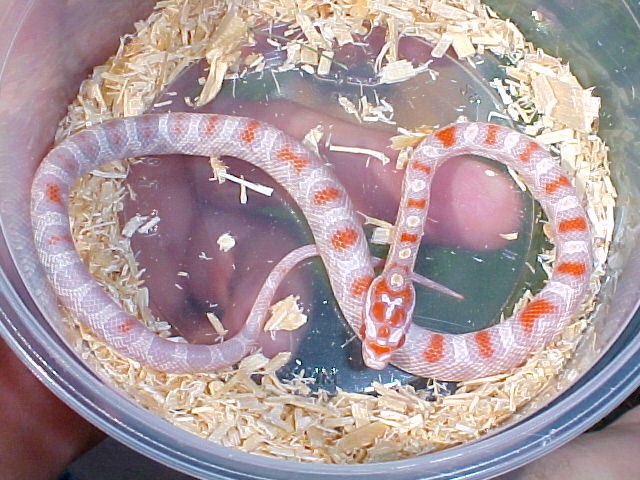 HIGH WHITE REVERSE OKEETEE / CANDYCANE REVERSE OKEETEE