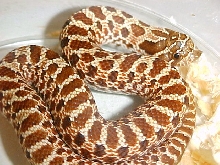 Red Het female #1