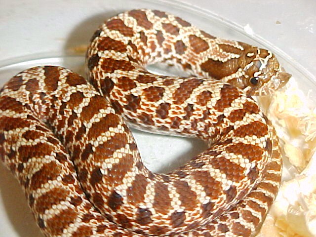 Red Het female #1