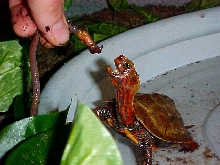 geomyda japonica