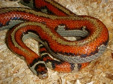 Striped Ruthveni