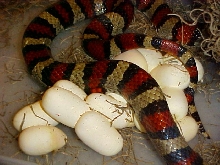 Striped Ruthveni  X Het for albino