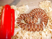 Extreme Red Het Male