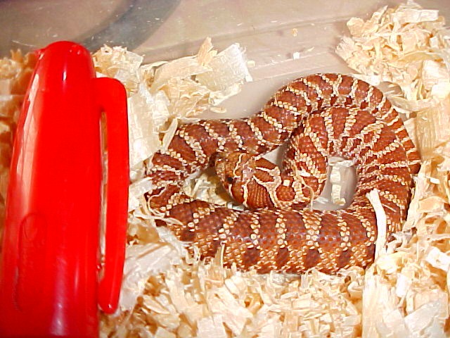 Extreme Red Het Male
