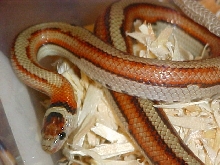 Striped Ruthveni Hatchling