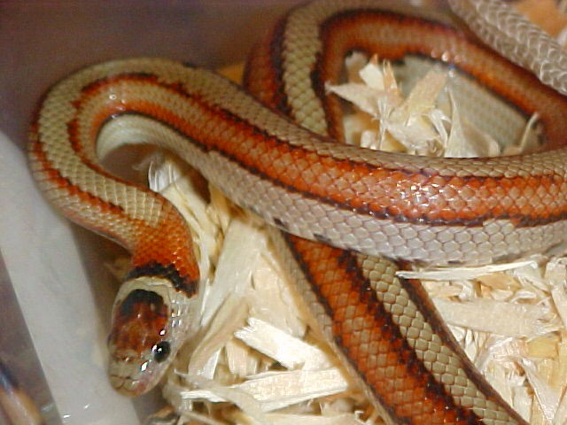 Striped Ruthveni Hatchling
