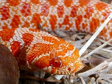 Hognose Extreme Red Albino