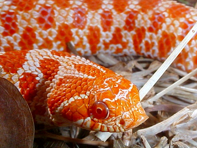 Hognose Extreme Red Albino
