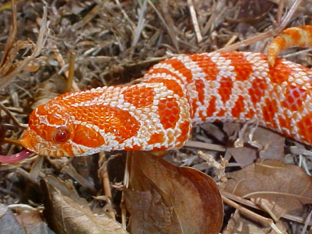 Hognose Extreme Red Albino