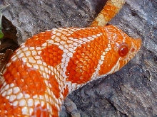 Hognose Extreme Red Albino