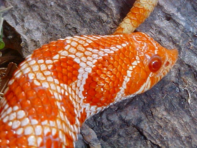Hognose Extreme Red Albino