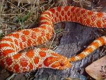 Hognose Extreme Red Albino