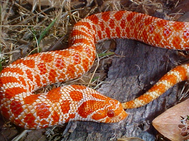Hognose Extreme Red Albino