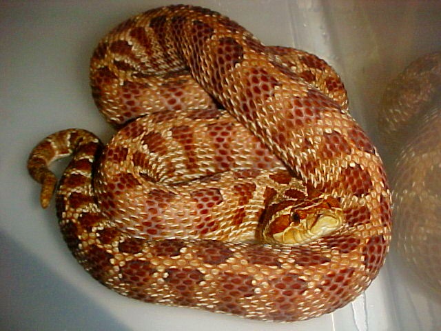 tiger hog 10/9