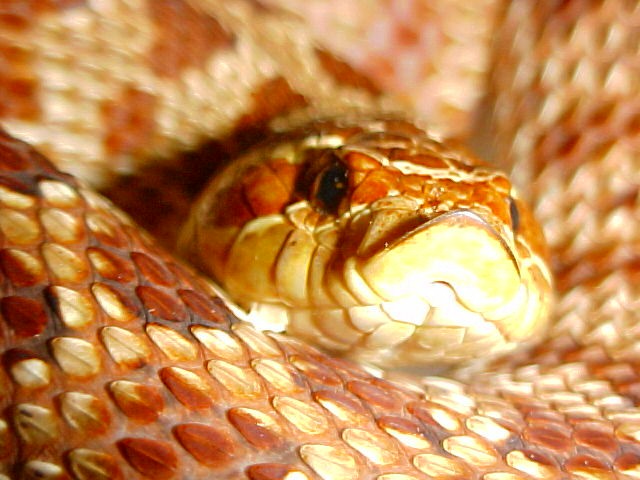 Smile (Tiger Hog)