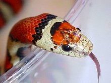 Light Phase Ruthveni -headshot
