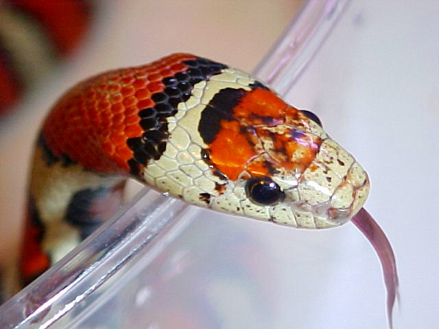 Light Phase Ruthveni -headshot