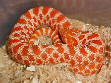Red Albino Western Hognoce Pic2