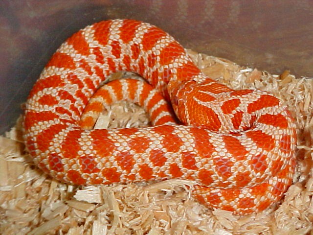 Red Albino Western Hognoce Pic2