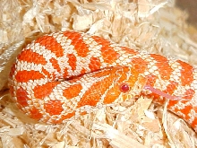 Red Albino Western Hognoce Pic1