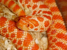 Hognose Extreme Red Albino
