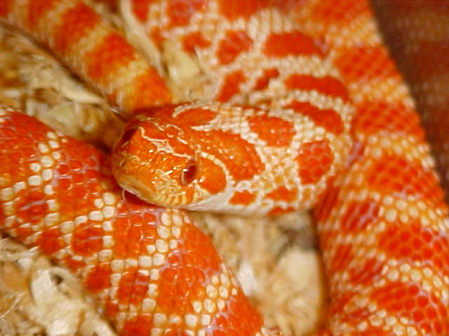 Hognose Extreme Red Albino