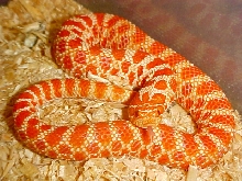 Hognose Extreme Red Albino