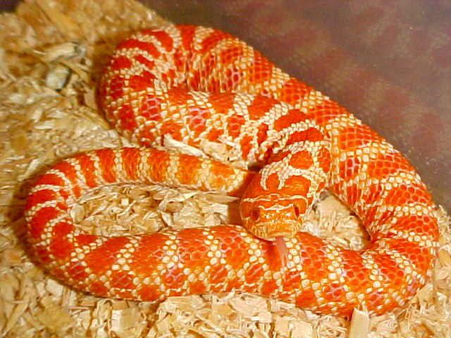 Hognose Extreme Red Albino